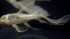 two fish swimming side by side in the water with their tails curled up and wings spread out