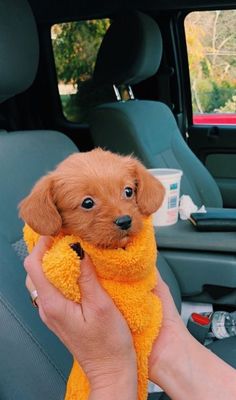 a person holding a small dog in the back seat of a car while wearing a yellow towel