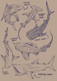 several different types of sharks with their names