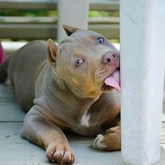 a dog laying on the ground next to a pole with its tongue hanging out and it's mouth open