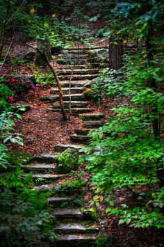 a set of stone steps in the woods