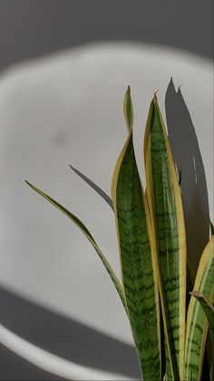 a potted plant with green and yellow leaves in front of a white bowl on the wall