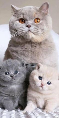 three kittens sitting next to each other on a white blanket and looking at the camera