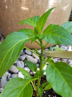 a plant with green leaves is in the dirt