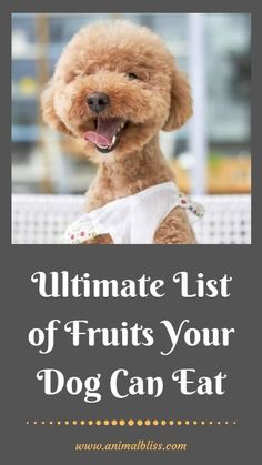 the ultimate list of fruits your dog can eat