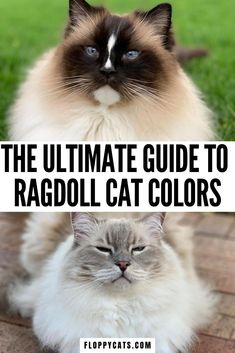 the ultimate guide to ragdol cat colors