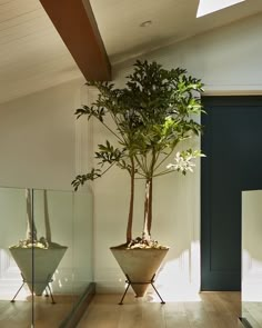 a potted plant sitting on top of a wooden floor in front of two mirrors