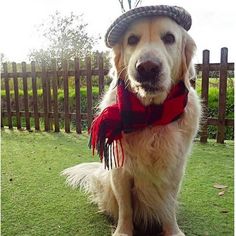 a dog wearing a hat and scarf sitting on the grass in front of a fence