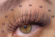 Basic Eyelash Extension, Lash Map Classic Set, Types Of Eyelash Extensions Styles Wispy, Eyelash Extensions Styles Natural Simple, Classic Cat Eye Mapping, Classic Set Eyelash Extensions Mapping, Wispy Classic Lash Extensions Map, Eyelash Extension Mapping Styles