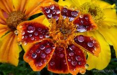 dew covered flowers with yellow petals in the background