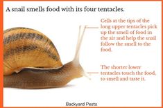 a snail is shown with instructions for how to eat it