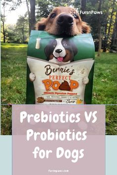 a dog with its head in a bag that says prebiotics vs probioticics for dogs