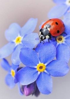 a lady bug sitting on top of blue flowers