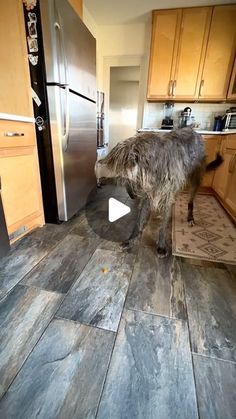 an ostrich standing in the middle of a kitchen with wooden cabinets and stainless steel appliances