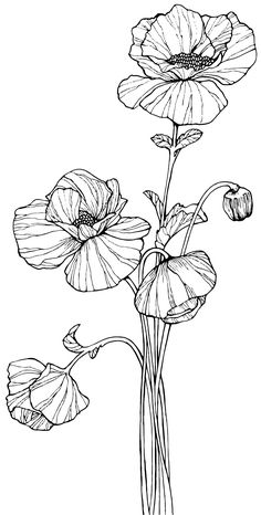 an ink drawing of three flowers on a white background