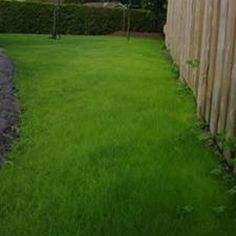 the grass is green and ready to be mowed in front of the fenced yard