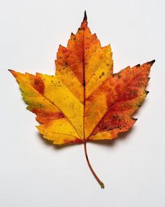 an orange and yellow leaf laying on top of a white surface