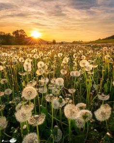 a field full of dandelions with the sun setting in the distance behind them