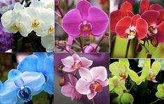 six different types of orchids are shown in multiple pictures, each with their own color