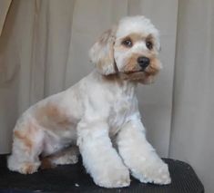 a small white dog sitting on top of a black table next to a curtained window