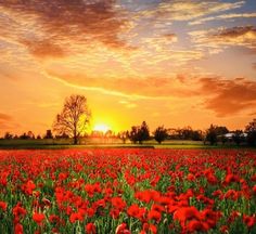 a field full of red flowers with the sun setting in the background