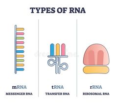 the types of rna in different colors and sizes, including pink, blue, green,