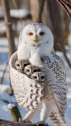 an owl is sitting on top of another owl in the snow with it's babies