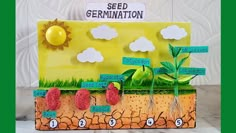 a plant life cycle with seed germins and plants in the soil on display