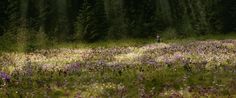 a person standing in the middle of a field full of wildflowers and trees