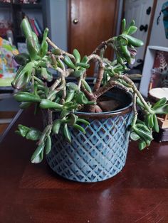 Limping Jade Plant Jade Plant, Leaves And Branches, Crassula Ovata, Jade Plants, Cactus And Succulents, The Soil, Break In, The Plant