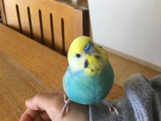 a small yellow and blue bird sitting on someone's arm in front of a wooden table