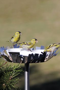 three small yellow birds perched on top of a birdbath with pine needles in the foreground