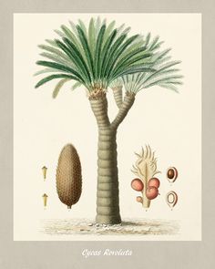 an illustration of a palm tree with its leaves and other things on it's side