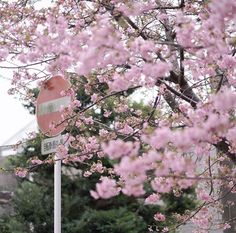 a street sign sitting next to a tree with pink flowers in the foreground and a house in the background