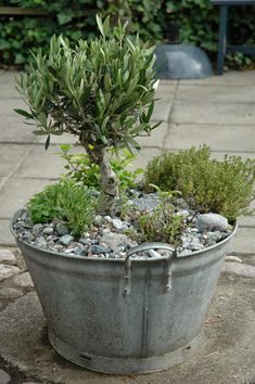 a potted plant sitting on top of a stone floor