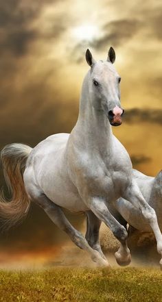 two white horses are running in the grass