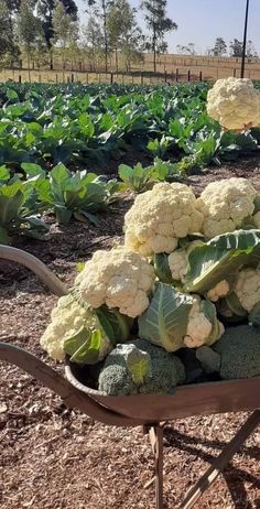 a wheelbarrow full of cauliflower and broccoli in a field