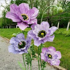 three purple flowers are growing in a pot on the side of a road near a grassy area