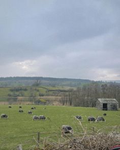 a herd of sheep grazing on top of a lush green field next to a barn