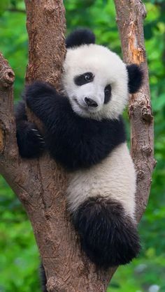 a panda bear sitting on top of a tree with its paws up in the air