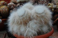 a close up of a small cactus in a pot