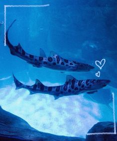 two black and white fish swimming in an aquarium with blue water behind them, on the bottom half of which is a heart - shaped frame