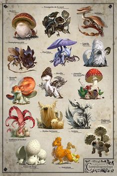 an old poster with many different types of mushrooms and other animals on it's sides