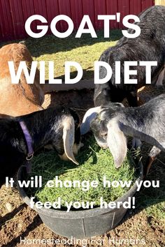 goats eating grass from a bucket with the caption goat's wild diet it will change how you feed your herd