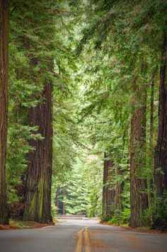 an empty road surrounded by tall trees in the forest