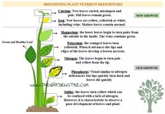 an info sheet describing the different parts of plants and how they are used to grow them