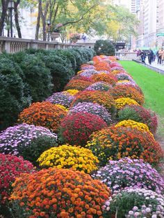 many different colored flowers are in the grass