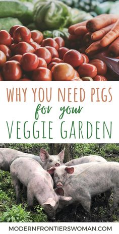 three pigs laying in the grass next to vegetables with text overlay saying why you need pigs for your veggie garden