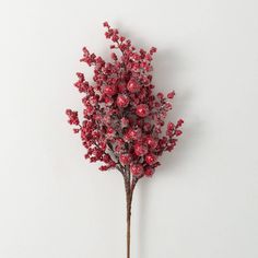 a small red plant is placed against a white wall