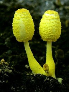 two small yellow mushrooms growing out of the ground